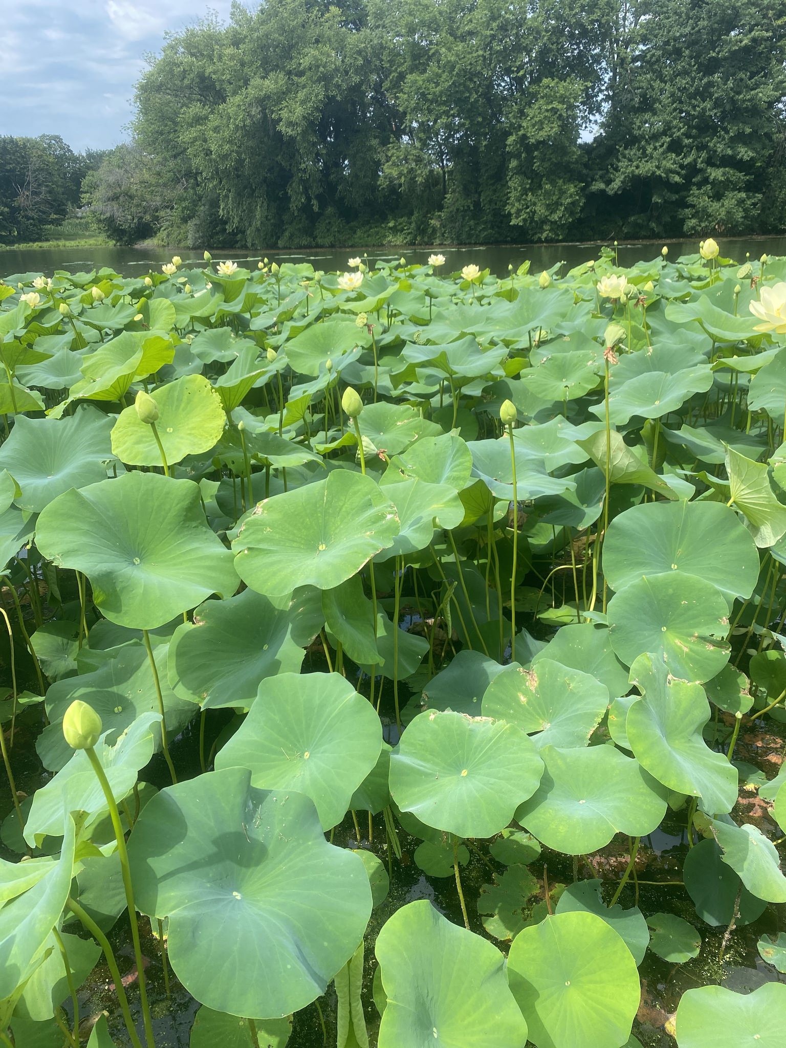 Nelumbo lutea